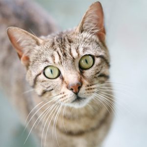 KittyCare Probiotic Powder