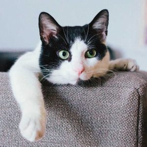 PurrShield Cat Window Perch