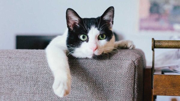 PurrShield Cat Window Perch